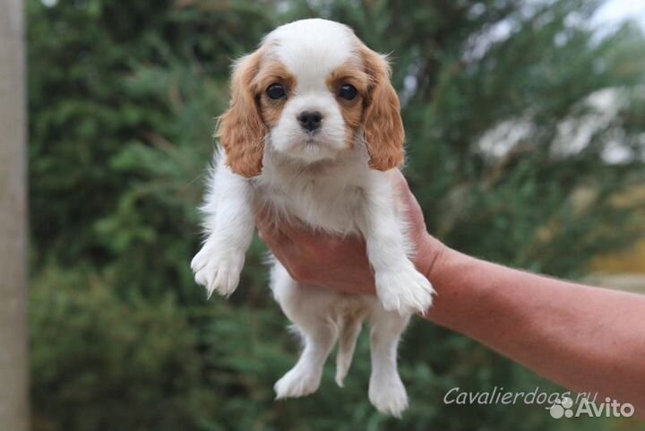 Щенок Кавалер Кинг Чарльз спаниель