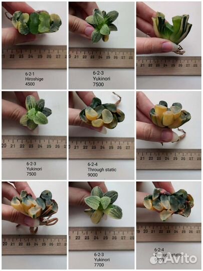 Суккуленты, хавортии 3/3