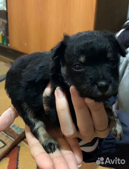 Той терьер миник