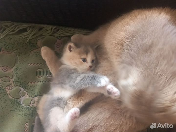 Британские котята