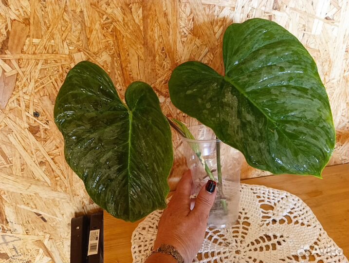 Филодендрон Маджестик