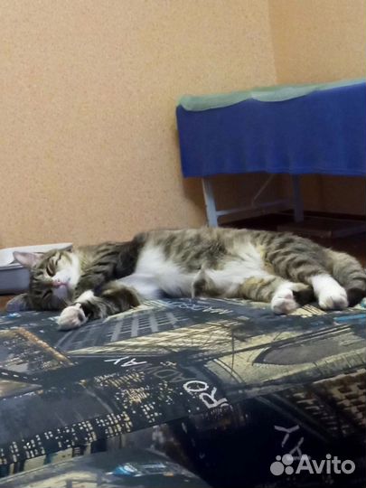 Кошку отдадут в приют