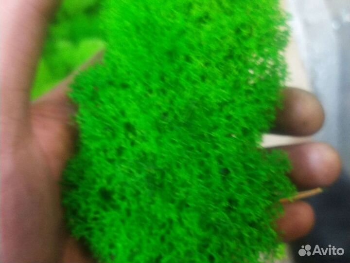 Стабилизированный мох. кг