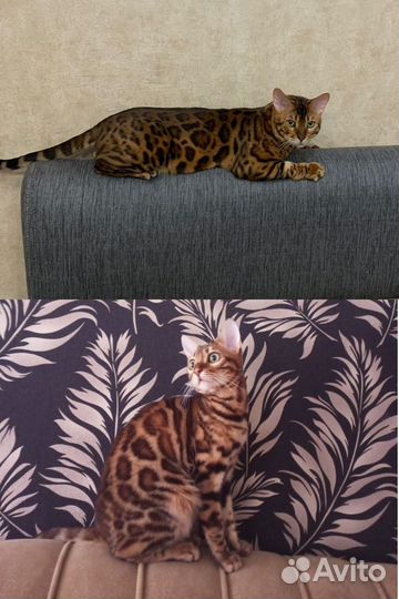 Бенгальские котята