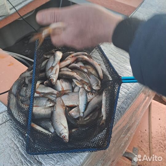 Живец плотва карась