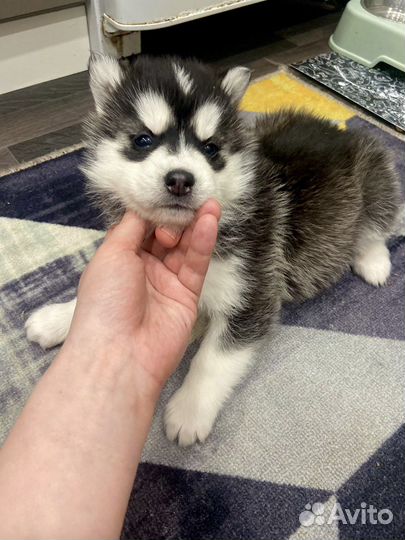 Сибирский хаски