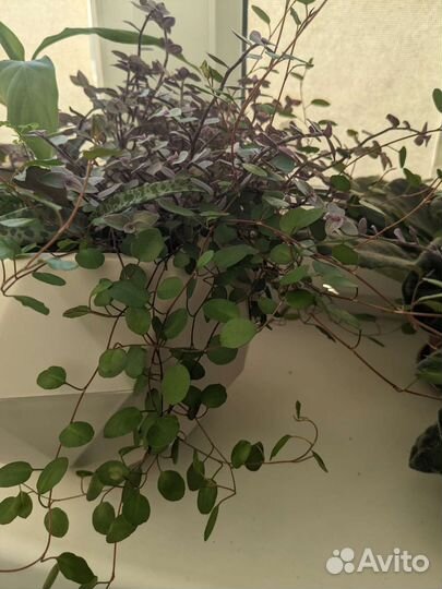 Мюлленбергия