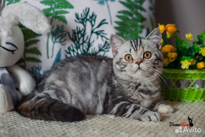 Британская яркая кошечка