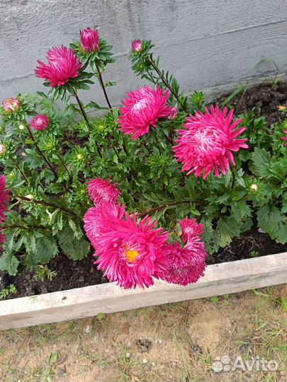 Астры букет