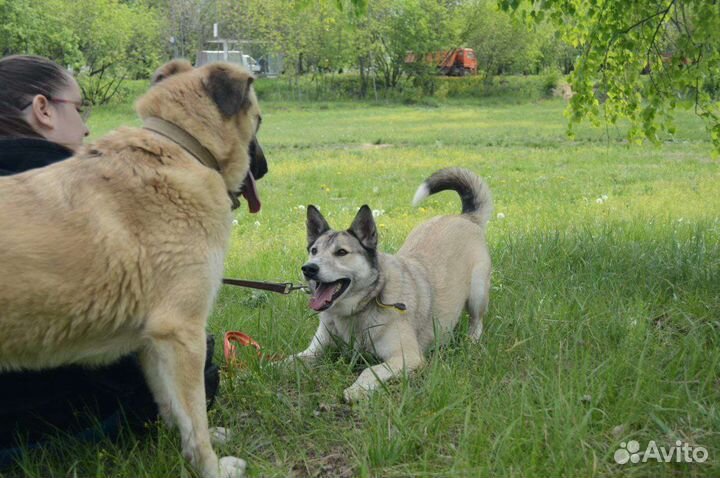 Собака в добрые руки из приюта