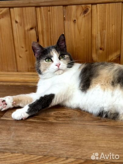 Кошка Мафия