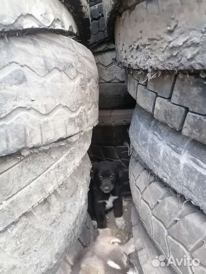 Щенок в добрые руки