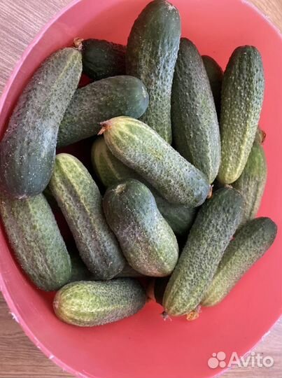 Продам огурцы