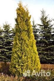 Туя Еллооу Риббон