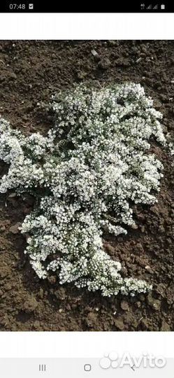 Астра почвопокровная