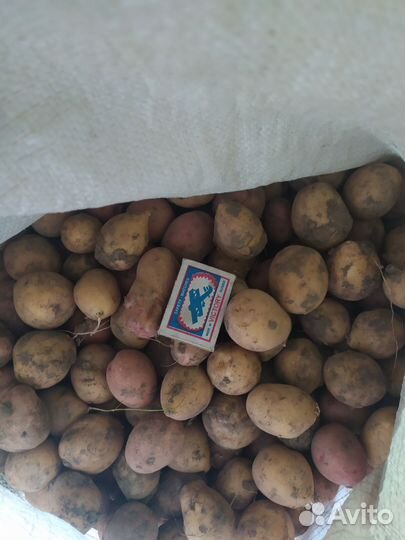 Продам мелкий картофель