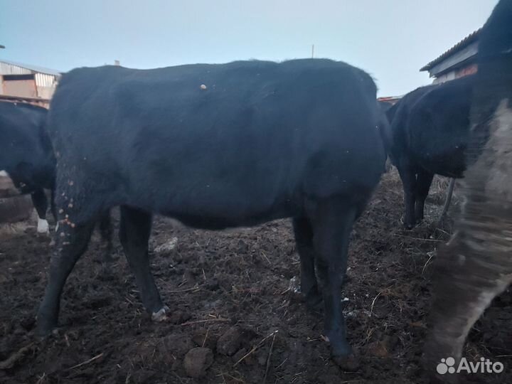 Нетель стельная