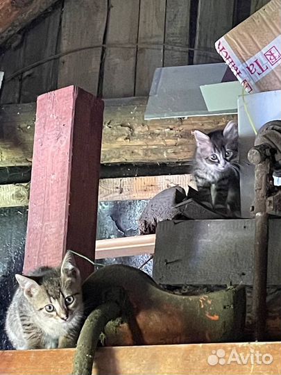 Деревенские котята