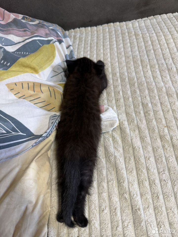 Котёнок в добрые руки, Липецк