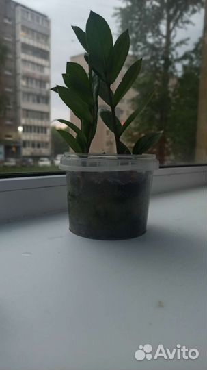 Замиокулькас