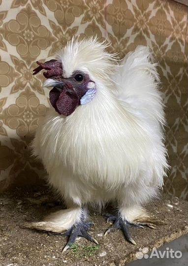 Яйцо инкубационное Китайская шелковая курица