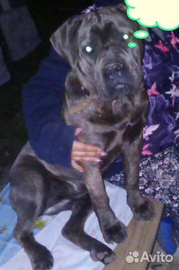 Собаки щенки кане Корсо