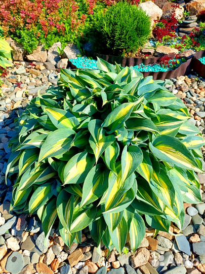 Хоста гибридная Джун (June)