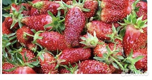 Рассада земклуники Купчиха