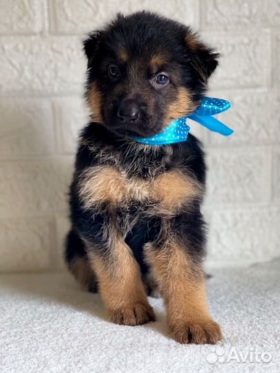 Щенки немецкой овчарки