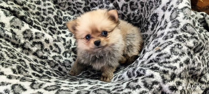 Шпиц (пекинес)