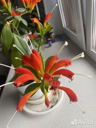 Эсхинантус жар птица