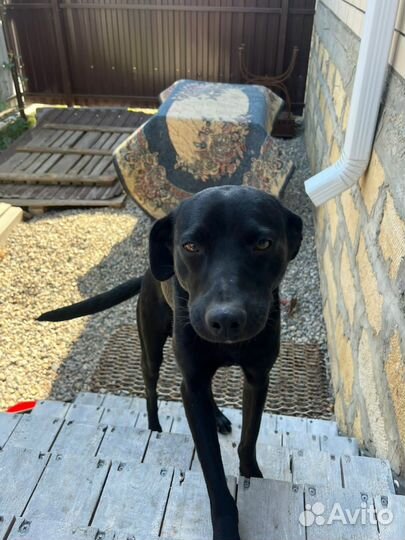 Собака мальчик.молодой