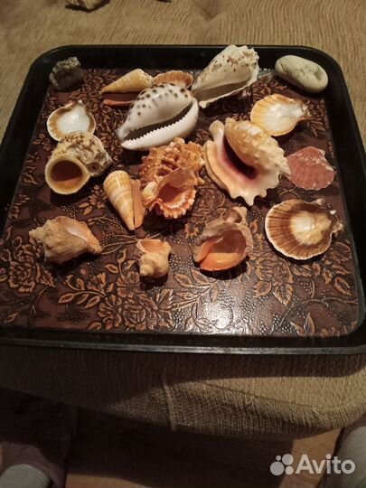 Морские ракушки