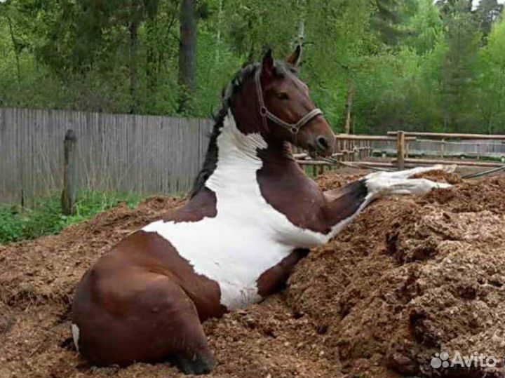 Конский перегной