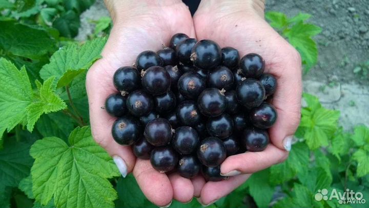 Смородина черная Селеченская 2