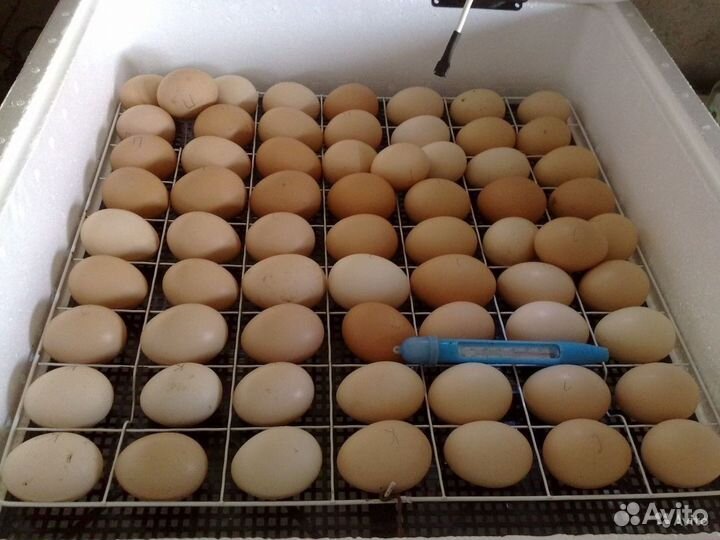 Яйцо куриное