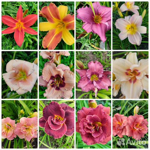 Многолетние растения для тени, солнца, полутени