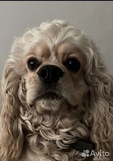 Кокер спаниель