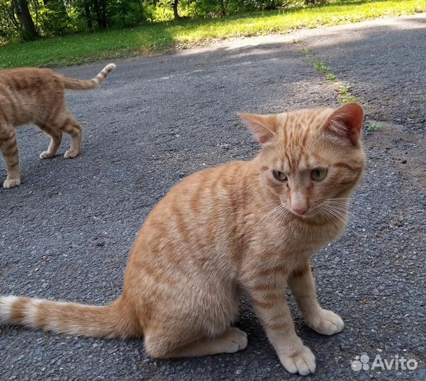 Рыжие коты