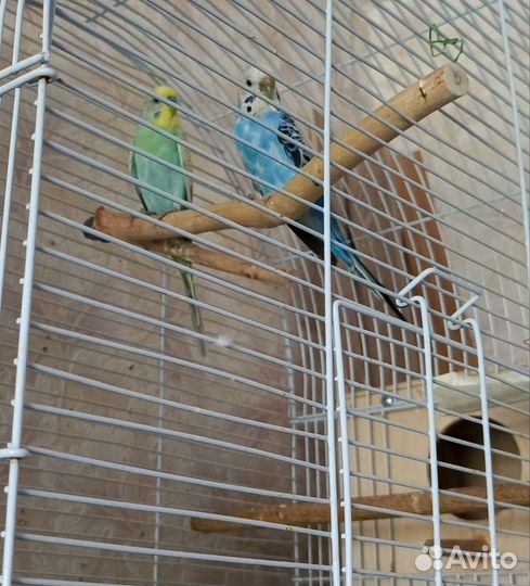 Пара волнистых попугаев