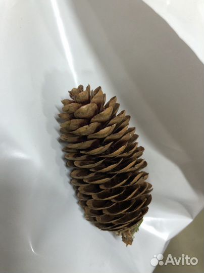 Шишки еловые