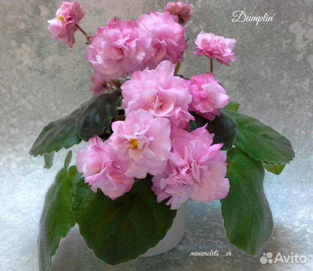 Сортовые фиалки