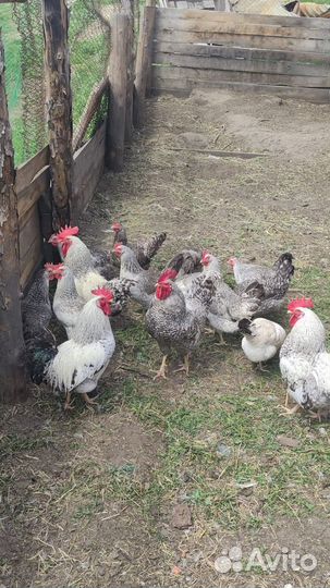 Борковская барвистая (цыплята, яйцо)