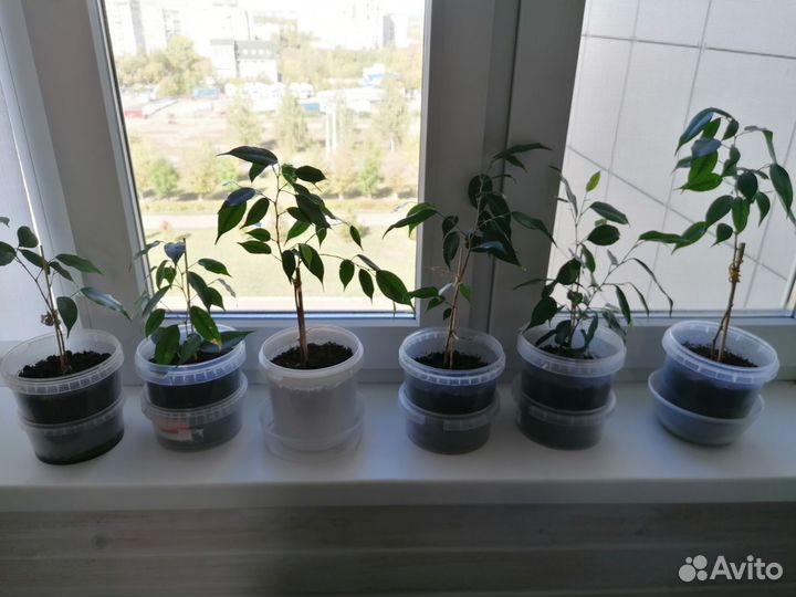 Фикус бенджамина