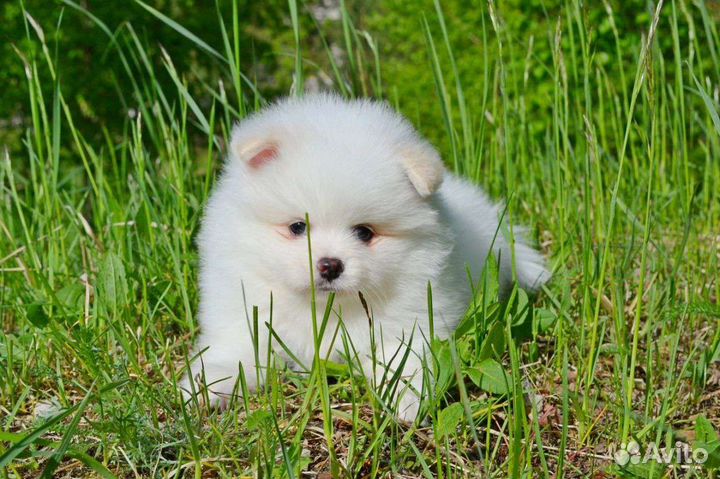 Щенки померанского шпица