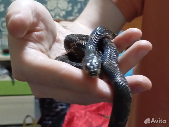 Амурский полоз