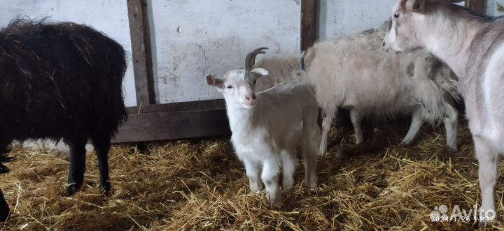 Козы и козлята, Ягнята, свиньи и поросята