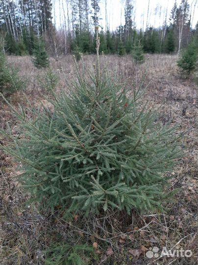 Ель новогодняя