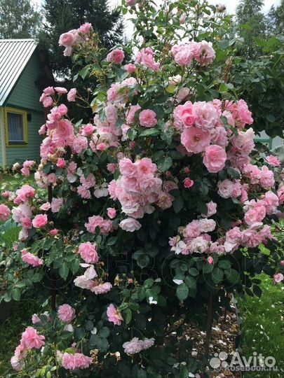 Непрерывноцветущая Роза шраб Боника/Bonica