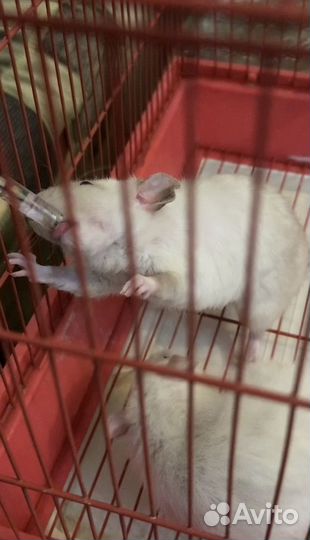 Декоративная крыса в добрые руки